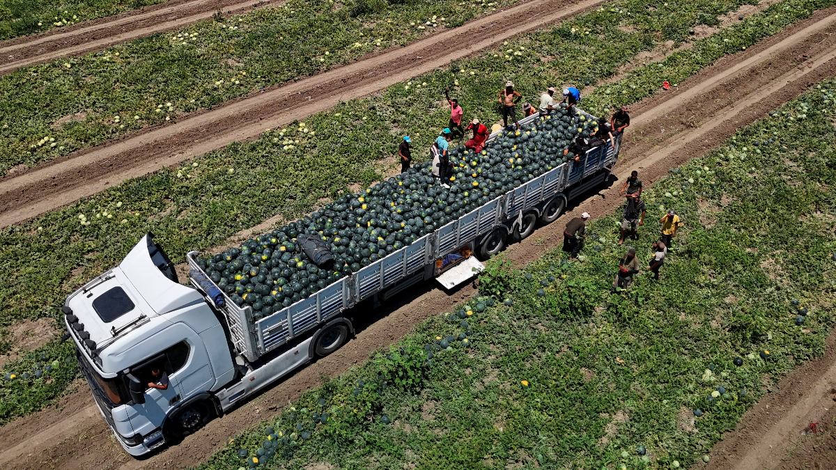 Adana'da Karpuz Hasadı ve Ekonomik Zorluklar