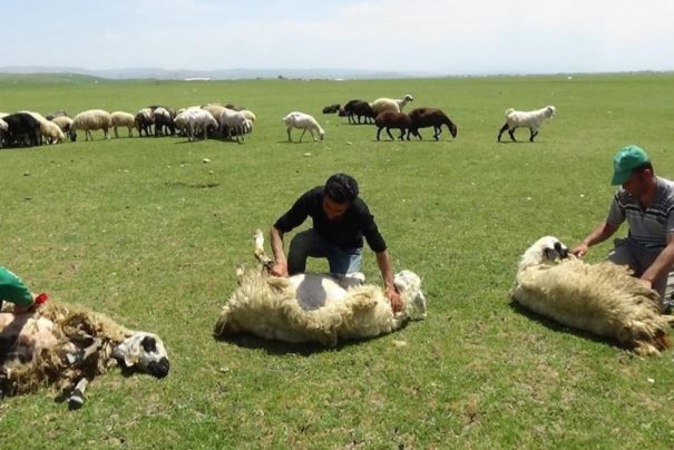Erzincan Tercan’da Koyun Kırkımı Sezonu Başladı