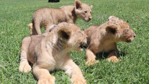 Gaziantep’te Yavru Aslan Heyecanı ve Yeni Doğanlar