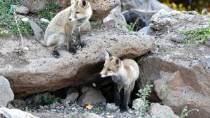 Kars Sarıkamış’ta Yaban Hayatının Zenginliği ve Tilki Yavrularıyla İlgili Güncel Gelişmeler
