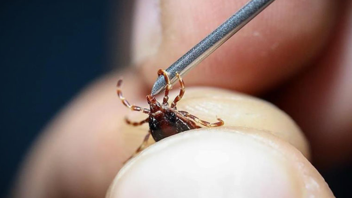 Gelişen Sıcaklıkların Ekosistemlere ve Sağlığa Etkisi