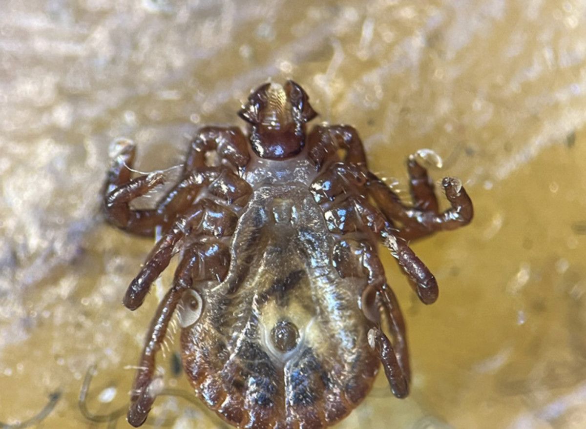 Sıcaklık Artışının Zararlı Türlerin Üreme ve Gelişim Sürecine Etkisi