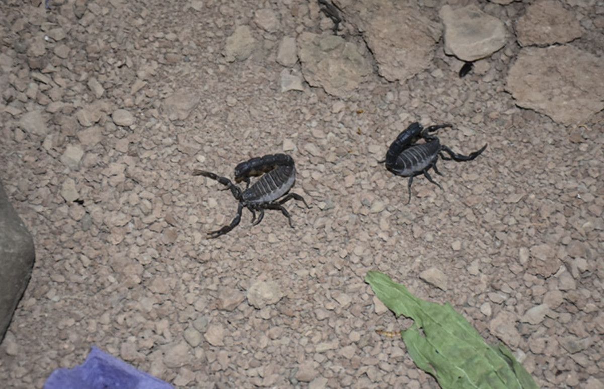 Korunma ve Bireysel Önlemler