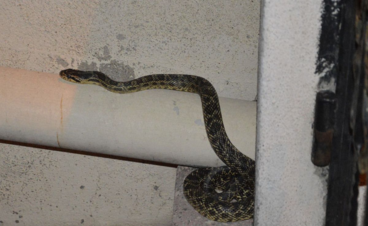 Evde ve Doğal Ortamlarda Zararlı Türlerle Mücadele