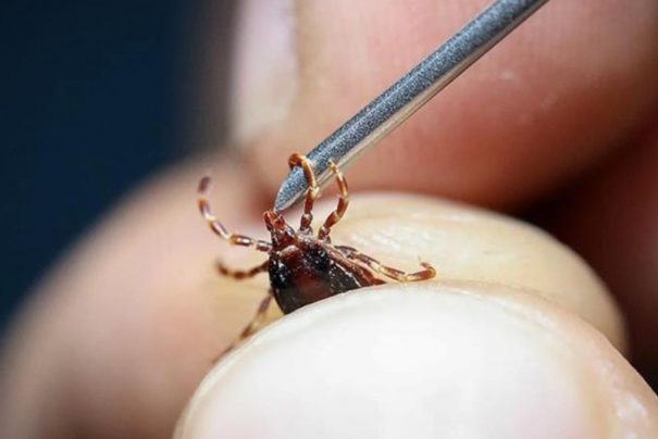 Küresel Isınmanın Zararlı Haşerelere Etkisi ve Ekosistem Üzerindeki Yansımaları