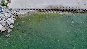 Marmara Denizi’nde Müsilaj ve Çevresel Durum Analizi