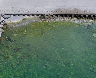 Marmara Denizi’nde Müsilaj ve Çevresel Durum Analizi