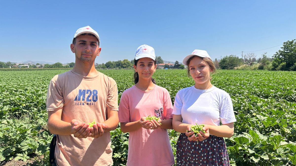 Yaz Aylarının Vazgeçilmez Sebzesi Bamya Osmaniye'de Hasadına Başladı