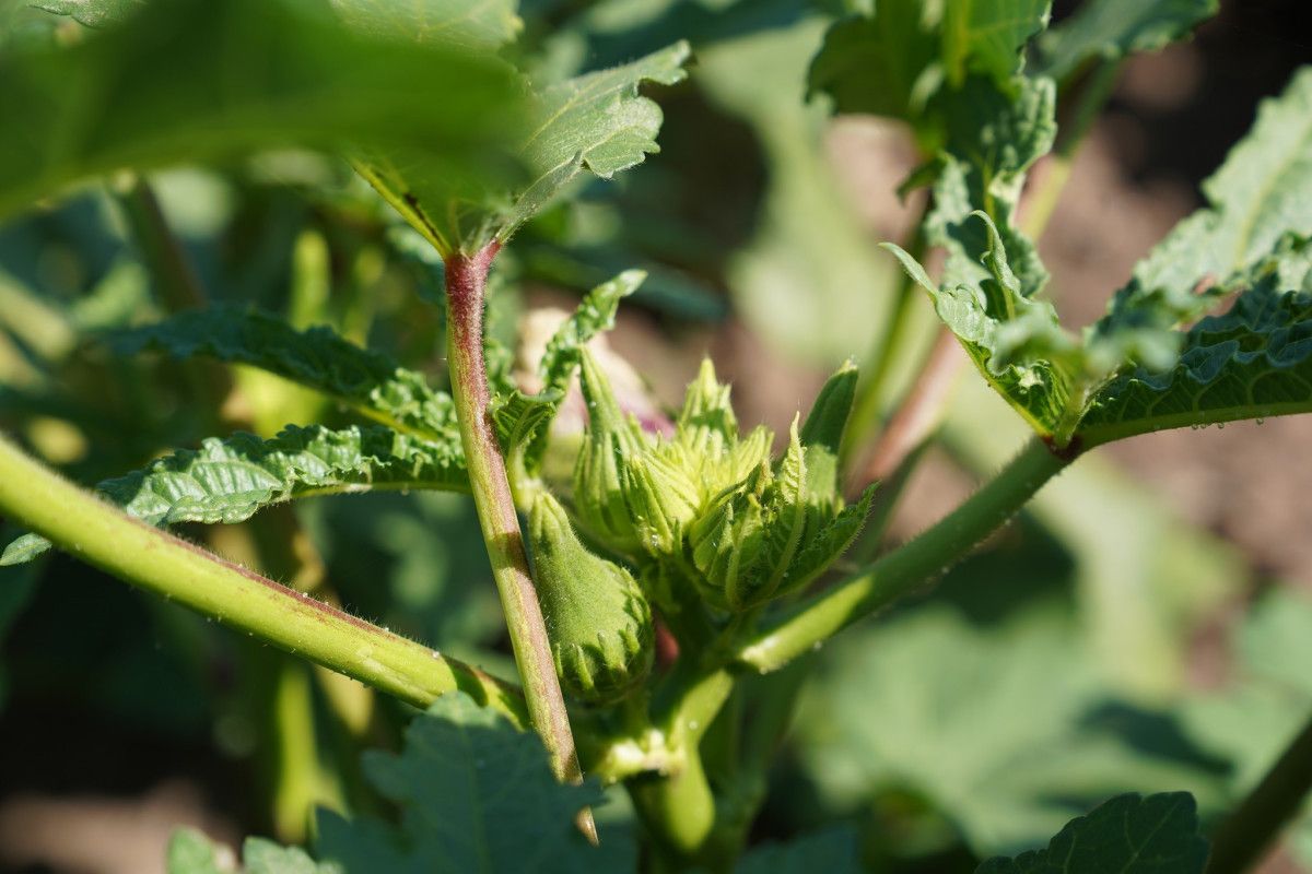 Türkiye'nin Dört Bir Yanına Taze Bamya Gönderiliyor
