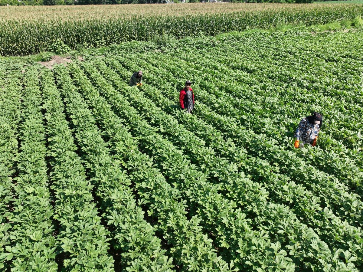 Yılda 5 Bin 600 Ton Bamya Üretimiyle Liderlik