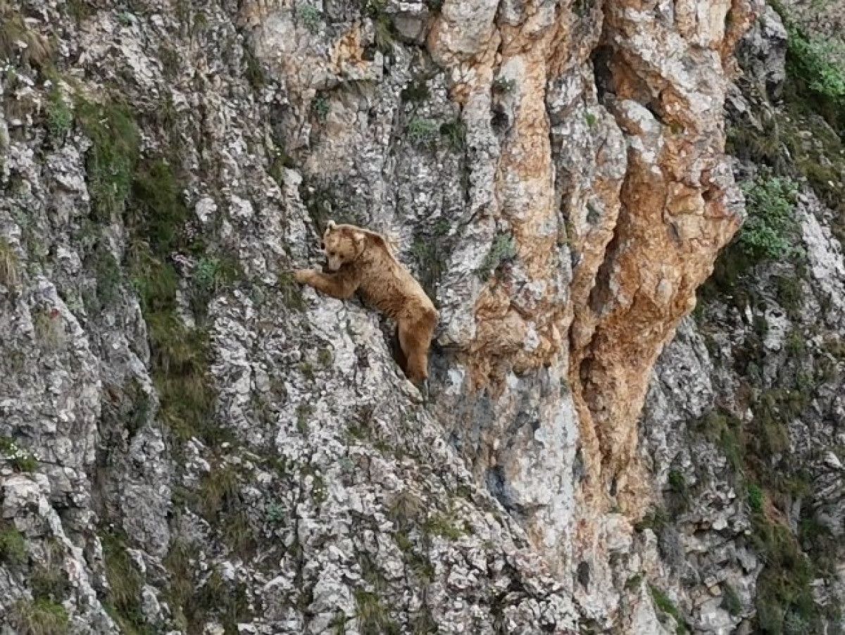 Bozayı'nın Kayalıklardan Güvenli ve Keyifli İnişi