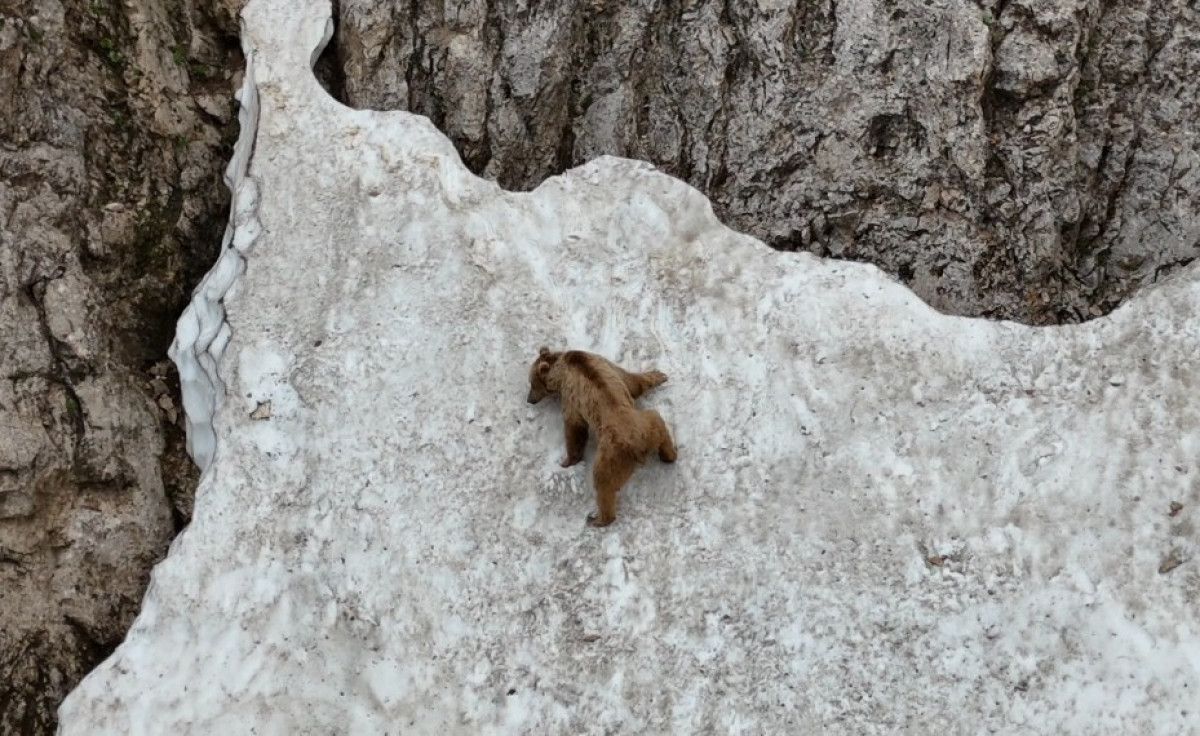 Bozayı'nın Kayalıklardan Güvenli ve Keyifli İnişi