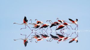 Tuz Gölü ve Flamingoların Güncel Durumu