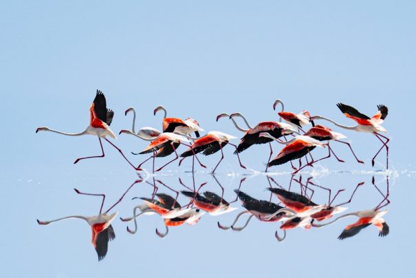 Tuz Gölü ve Flamingoların Güncel Durumu