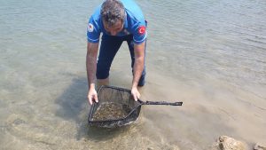 Adana’da Doğal Hayat İçin Sazan Yavrusu Salımı Çalışması