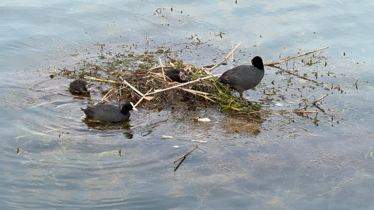 Adana'da Karabatakların Yosunlara Yuva Yapma Büyüleyici Anları