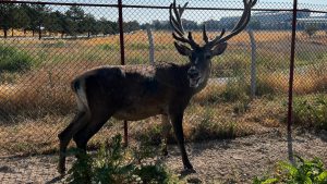 Afyonkarahisar’da Salınan Geyiklerin Güvenlik Çalışmaları