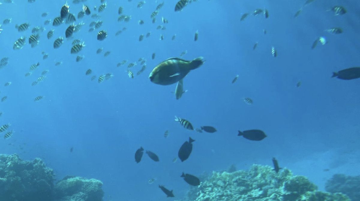 Son 10 Yılda Artan Deniz Sıcaklığı ve Değişen İklim Şartları