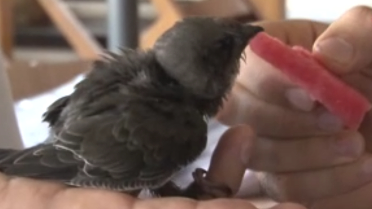 Altı Yıl Önce Yaralanan ve Tedavi Edilen Kuş, Yeniden Sahibini Buldu