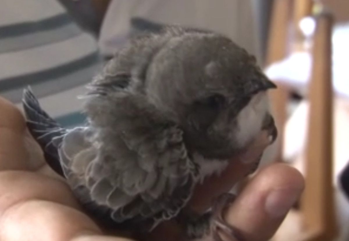 6 Yıl Sonra Pencere Önünde Beliren Sevgi Dolu An