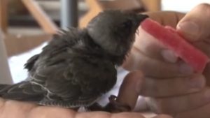 Altı Yıl Sonra Sevgiyle Büyütülen Ebabil Kuşu Sahiplerine Döndü