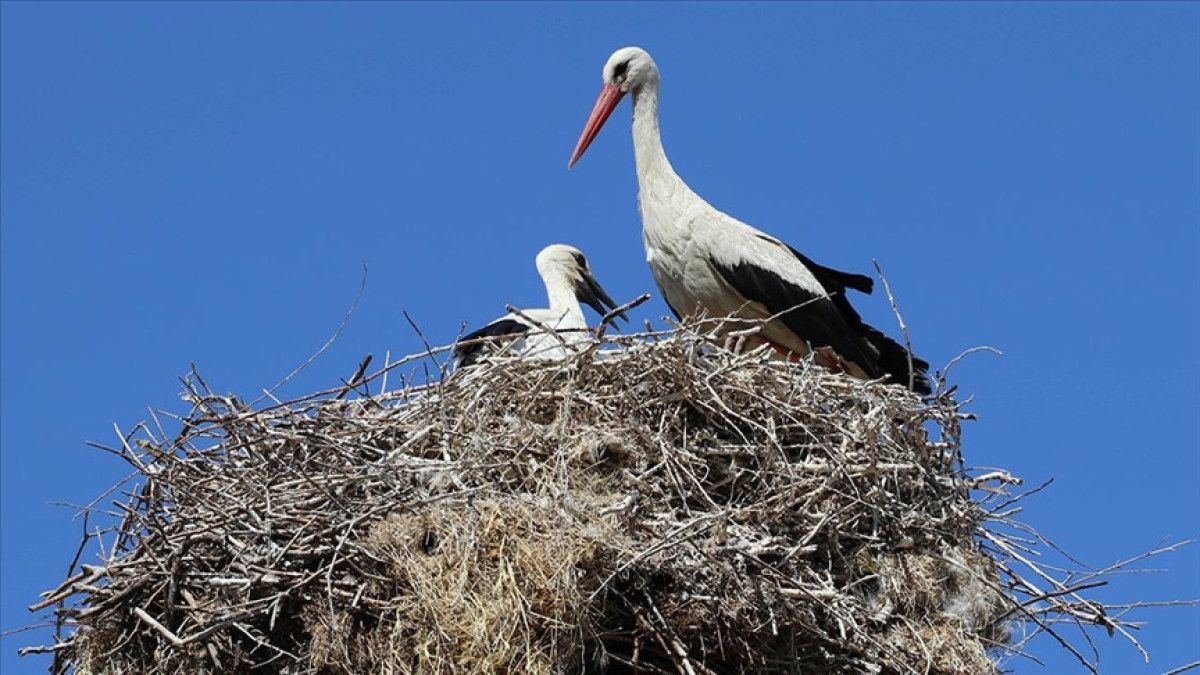HERKES BİZİ ARTIK 'LEYLEKLİ KÖY' DİYE TANINIYOR