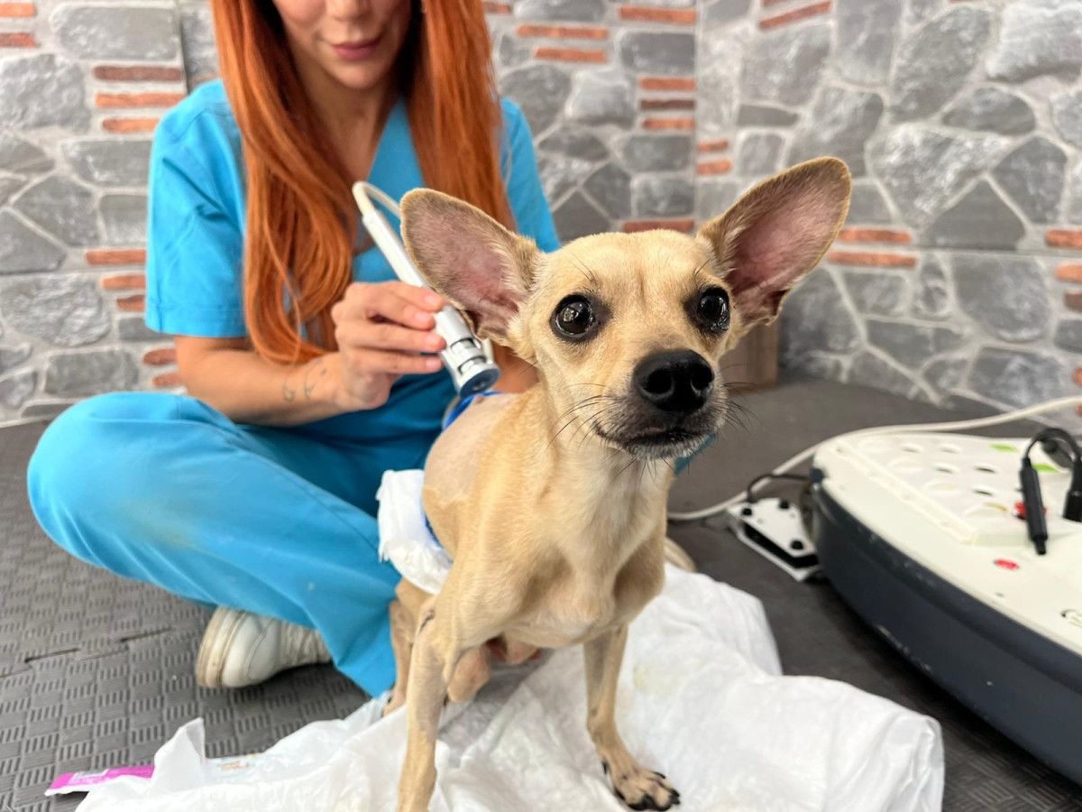 Ankara'da yaşayan nişanlı çift, sevgiyle sahip çıktıkları 'pinscher' cinsi köpekleriyle büyük bir bağ kurdu.