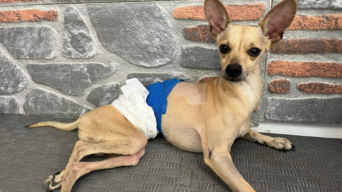 Ankara'da yaşayan nişanlı çift, sevgiyle sahip çıktıkları 'pinscher' cinsi köpekleriyle büyük bir bağ kurdu.