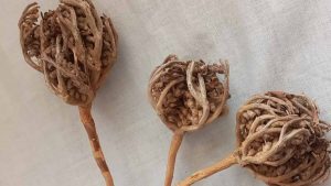 Anne Adaylarının Vazgeçilmezi: Meryem Ana Otu ile Sağlıklı Gebelik