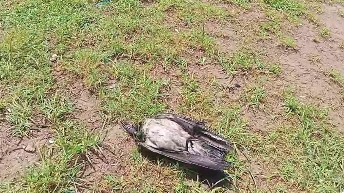 Antalya’nın Serik İlçesinde Kargalar Arasındaki İlginç Olay