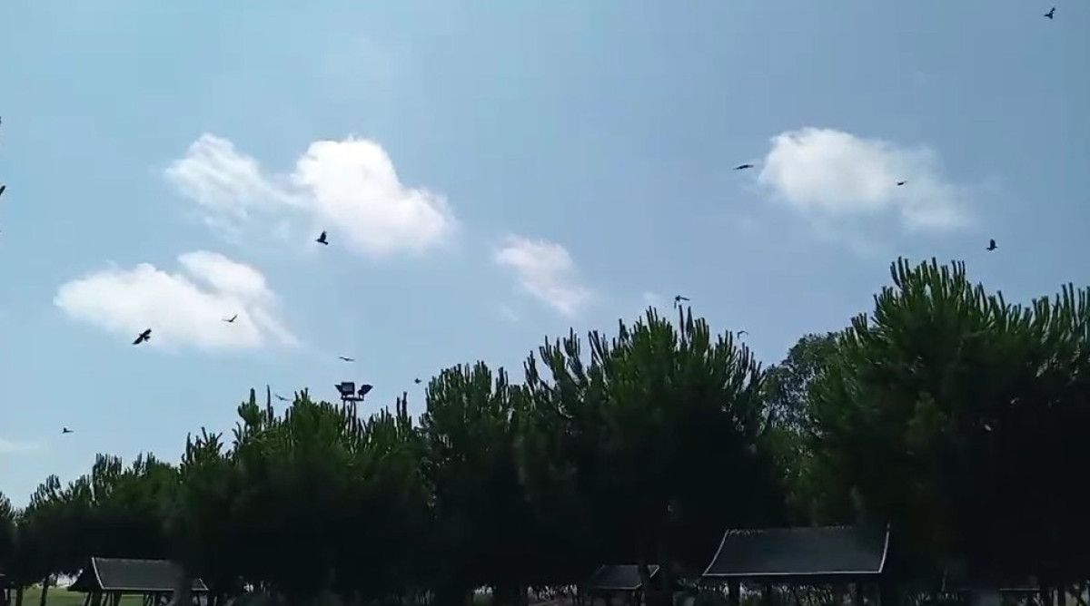 Yaralı Karga ve Veteriner Müdahalesi