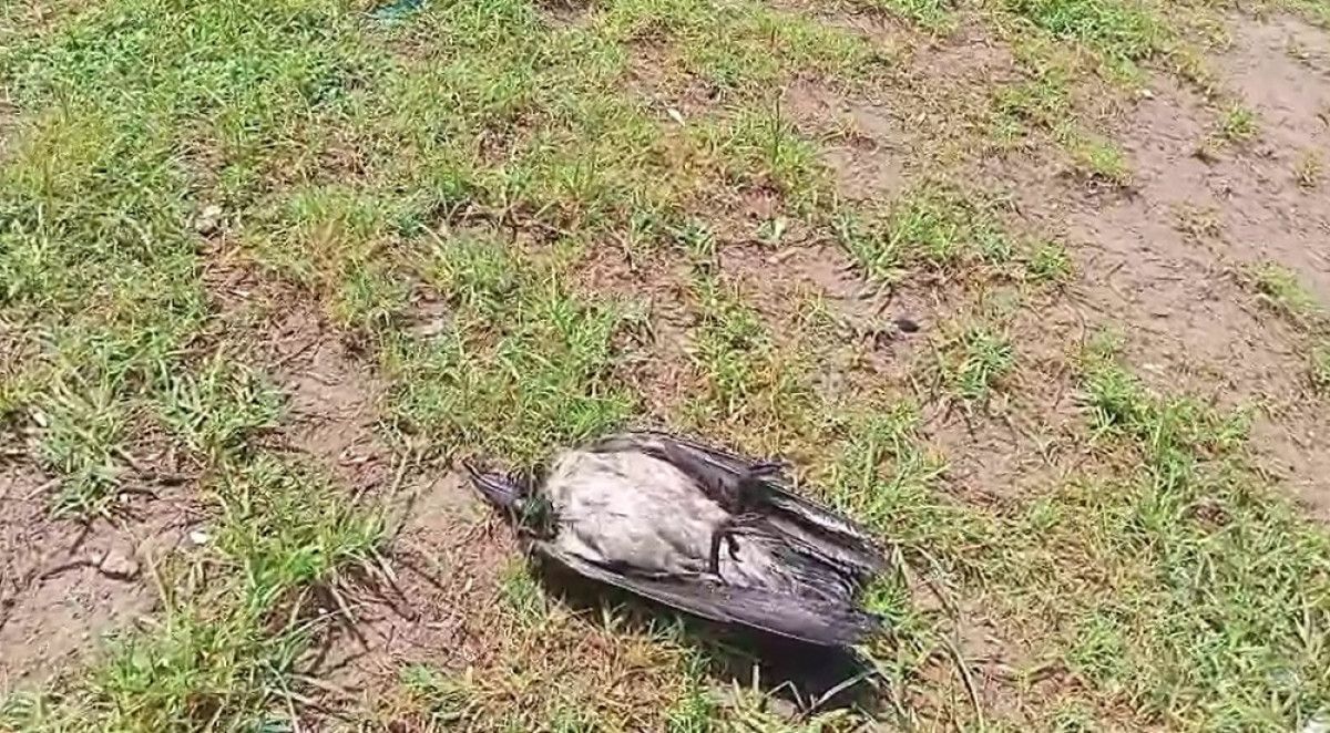 Doğadaki Dayanışmanın Gücü: Atmacanın Rolü