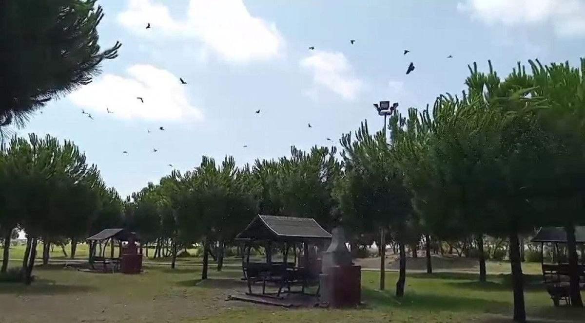 Toplumsal Duyarlılık ve Hayvanlara Yardımseverlik