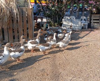 Balıkesir’de Kaz Serüveni: Özgürlük ve Çevre Tartışması