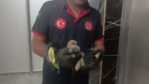 Batman’da Atmaca Kurtarma Operasyonu