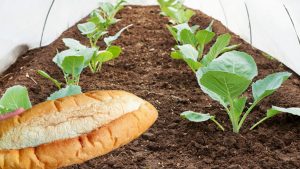 Bayat Ekmekleri Doğanın Döngüsüne Kazandıran Ekmek Gübresi Tarifi