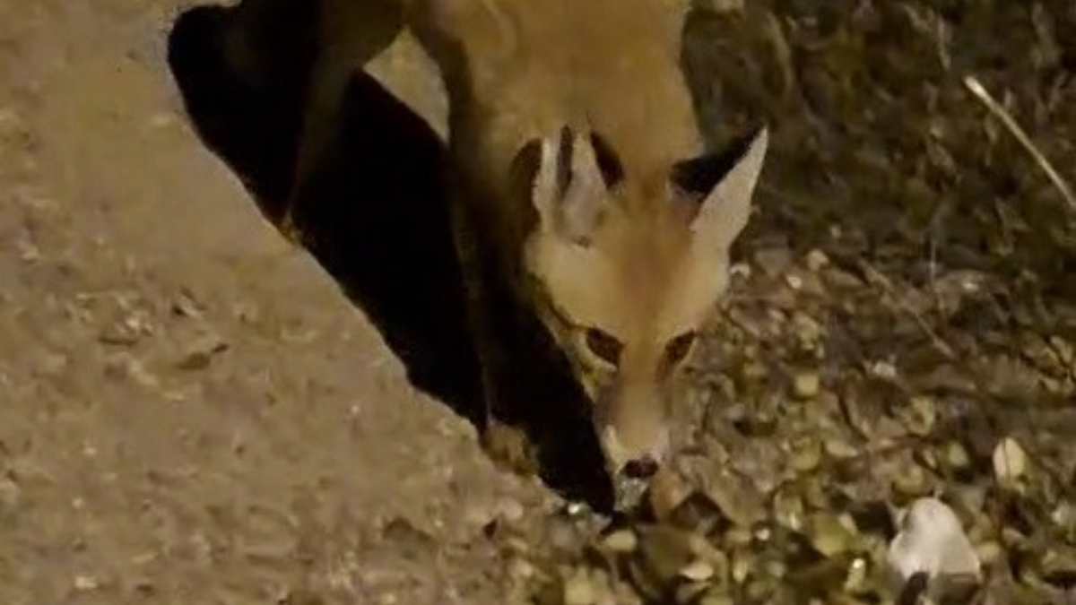 Bayburt'ta Dikkat Çeken Bir Doğa Olayı