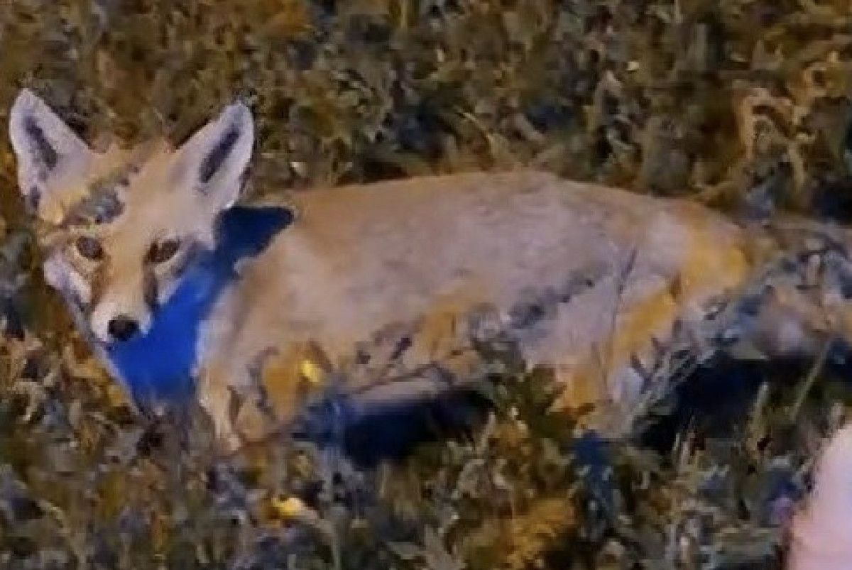 Bayburt'ta Dikkat Çeken Bir Doğa Olayı