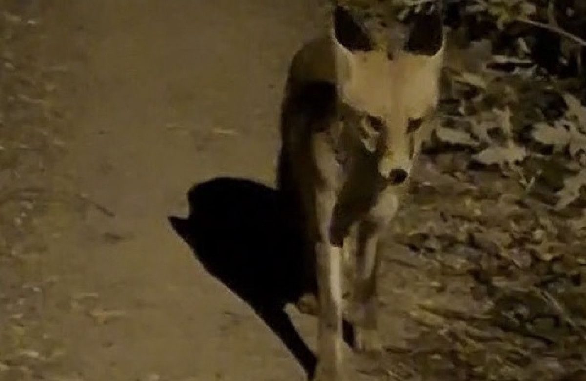 Bayburt'ta Dikkat Çeken Bir Doğa Olayı