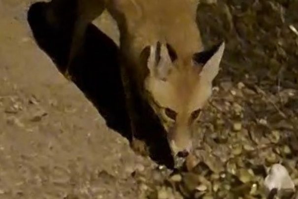 Bayburt’ta Tilkiyle Kurulan Bağ ve Ahmet Güler’in Mücadele Serüveni