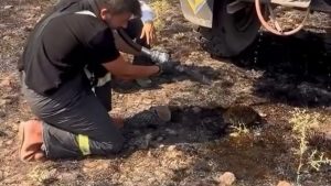 Boluda Yangınında Yaralanan Kirpiyi Ekipler Güvenle Kurtardı