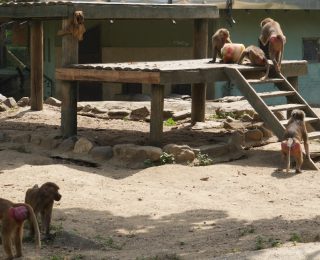 Bursa Hayvanat Bahçesi’nde Sıcaklara Karşı Sevimli ve İlginç Önlemler