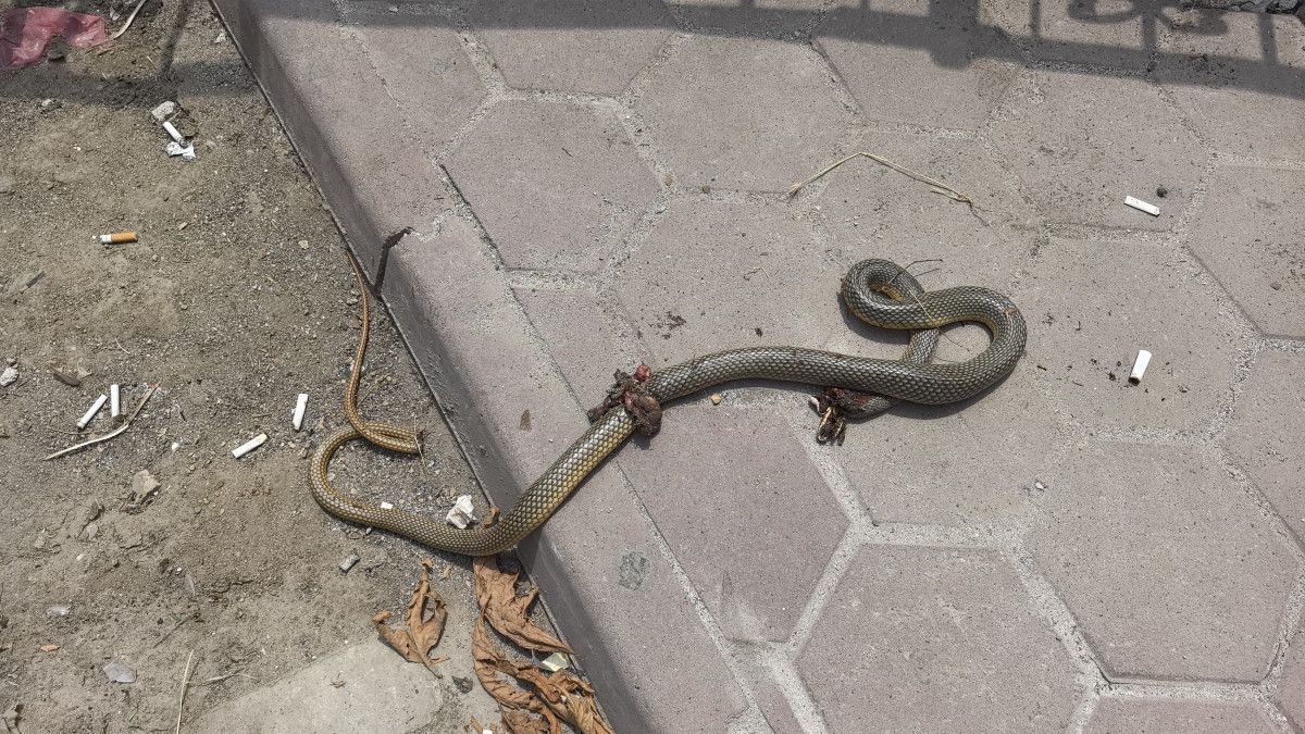 Yenişehir İlçesinde Yaşanan Yılan Saldırısı