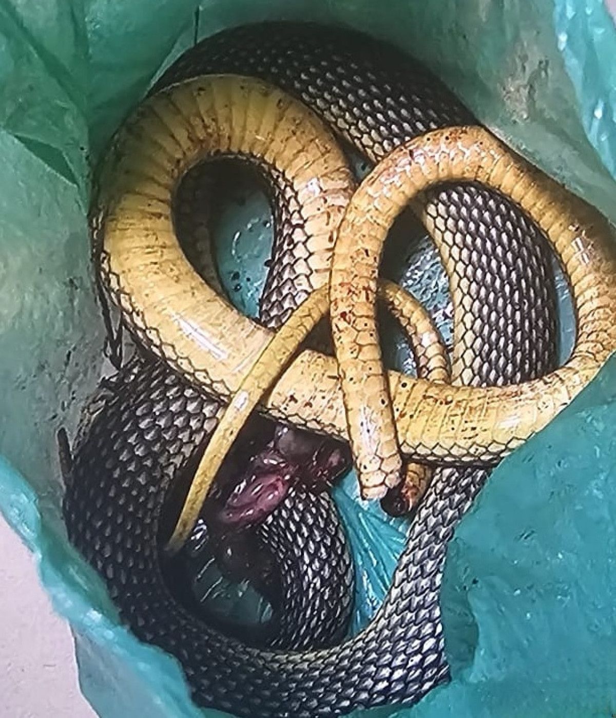 Yılanın Isırması ve İlk Müdahale