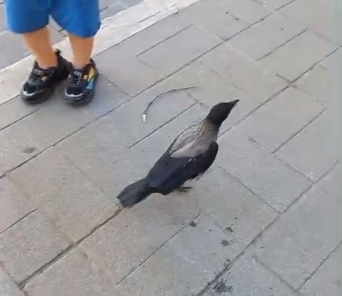 Yaralı Kargayı Veterinere Götürmek İstedi, Ancak Başarısız Oldu