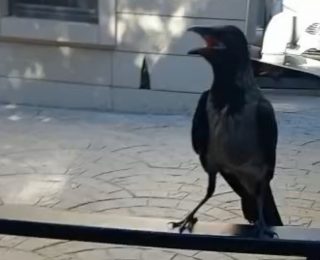 Bursa’da Esnafın İnsani Yaklaşımı: Yaralı Kargayı Sahiplendi