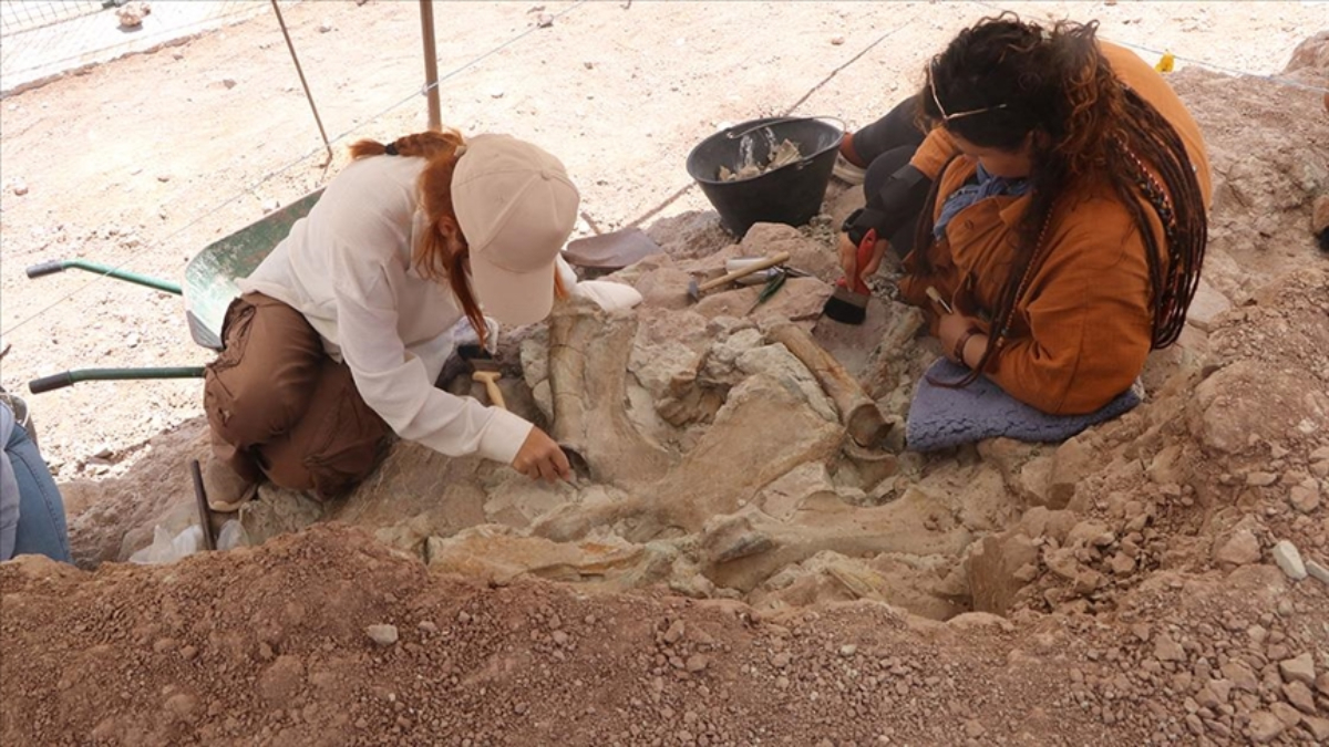 43 Türe Ait 4 Binden Fazla Fosil ve Çeşitli Türlerin İzleri