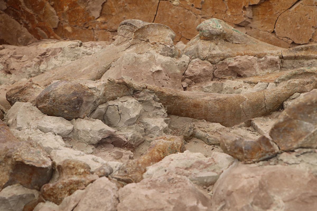 Fosillerin Çokluğunun ve Korunma Durumunun Önemi