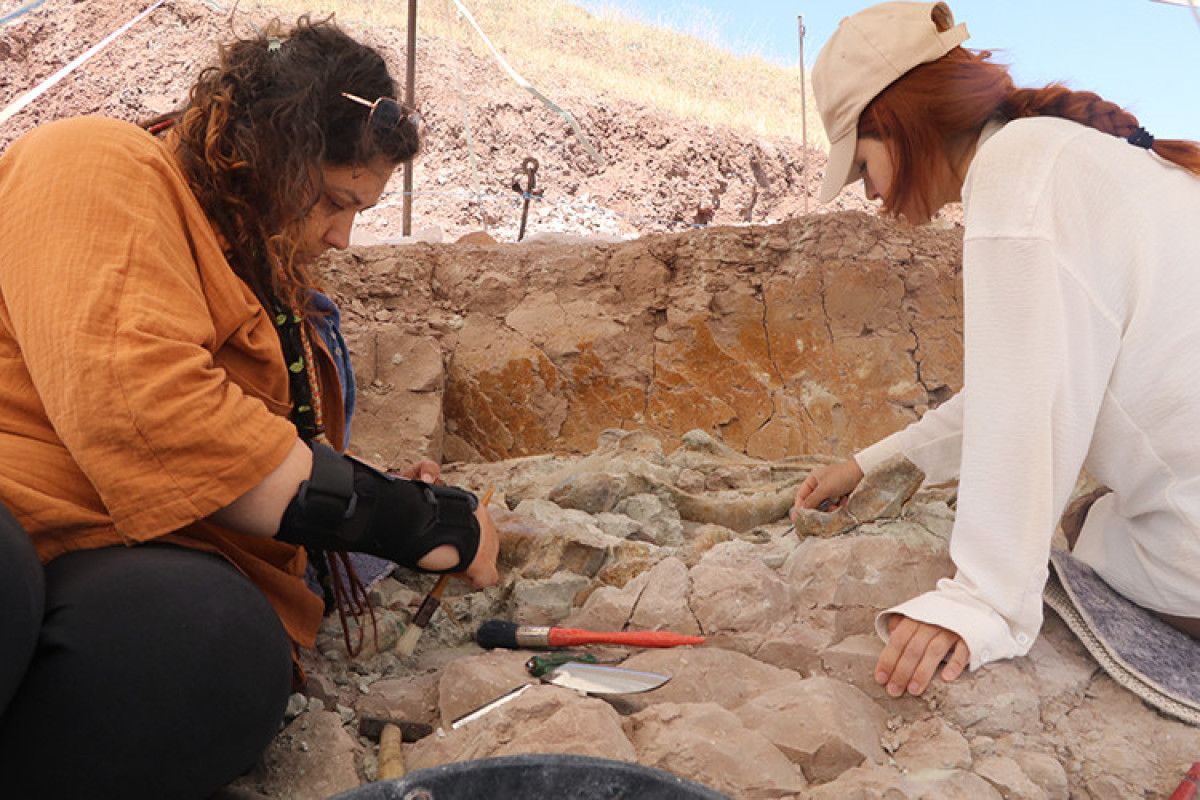 Fosillerin Çokluğunun ve Korunma Durumunun Önemi