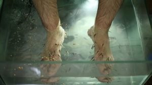 Cilt Sağlığına İyi Gelen Mucizevi Balıklar Hakkında Her Şey